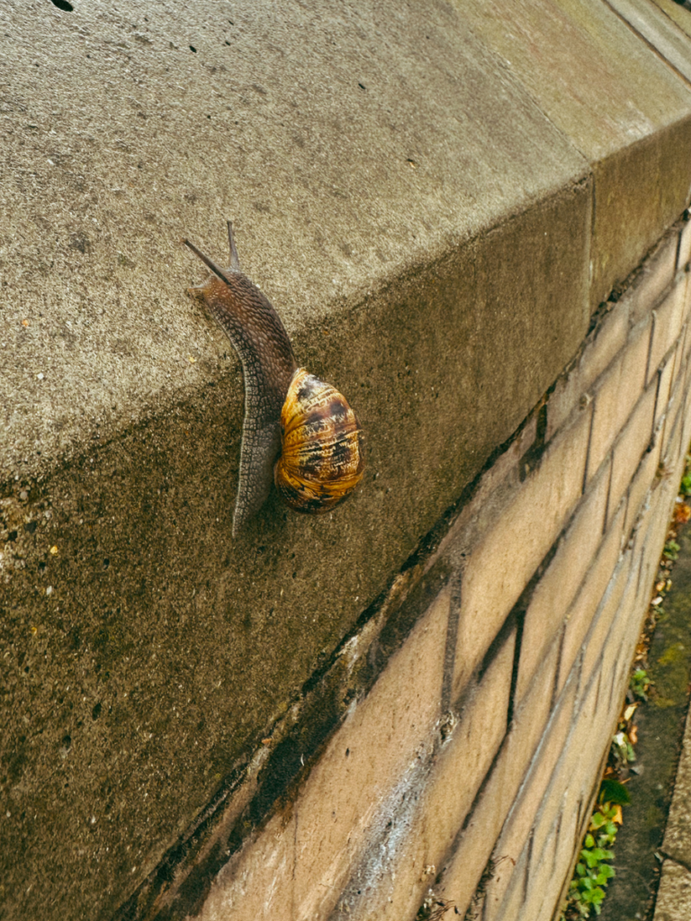 A snail slowly climbing on a wall. 